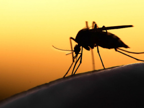 Le Togo veut tirer un trait sur le paludisme