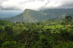 Environnement  : le Togo se dote d&rsquo;un centre de semences foresti&egrave;res