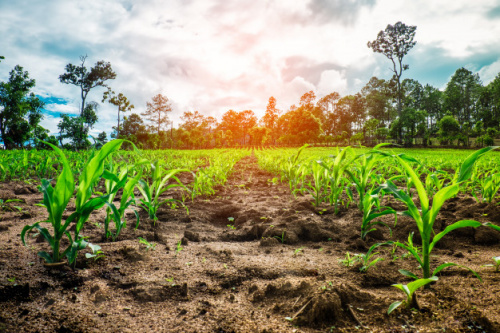 Agriculture : à Lomé, des experts se forment à l’élaboration des calendriers de cultures