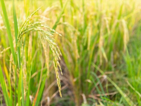 Riziculture : le Togo b&eacute;n&eacute;ficiera d&rsquo;un appui r&eacute;gional