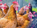 Aviculture : Lomé accueillera une conférence panafricaine à partir du 16 mai