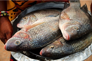 Le gouvernement met en garde les importateurs illicites de tilapia sur les marchés togolais