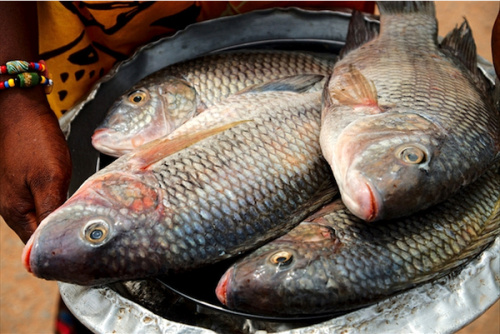 Le gouvernement met en garde les importateurs illicites de tilapia sur les marchés togolais