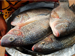 Le gouvernement met en garde les importateurs illicites de tilapia sur les marchés togolais