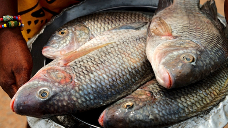 Le gouvernement met en garde les importateurs illicites de tilapia sur les marchés togolais