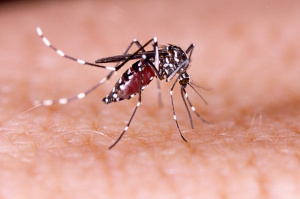 Alerte santé : des cas de dengue détectés sur le territoire
