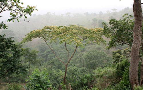 Mobiliser les ressources pour une gestion durable des écosystèmes forestiers au Togo