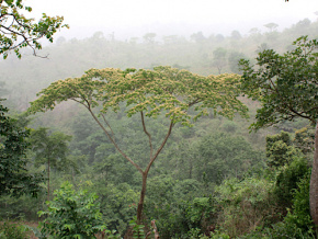 Mobiliser les ressources pour une gestion durable des écosystèmes forestiers au Togo