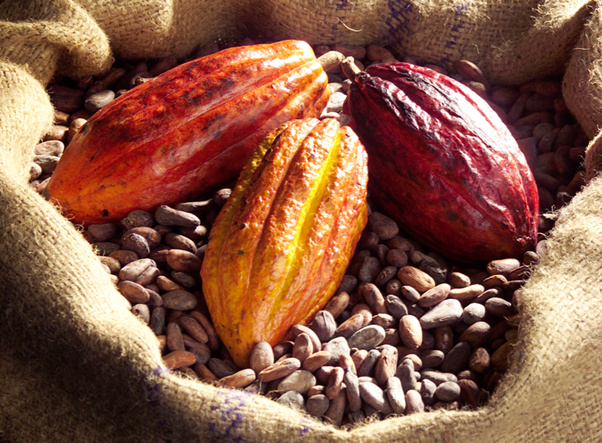 Café-Cacao : nouvelle hausse des exportations en 2022