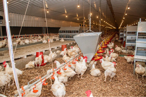 Dans le Zio, une ferme booste la production avicole nationale
