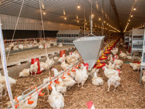 Dans le Zio, une ferme booste la production avicole nationale