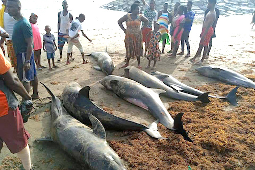 Vente de morceaux de poissons échoués au Ghana : le ministre de l’agriculture alerte