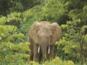 Le Parc National Fazao-Malfakassa bientôt désigné ‘Réserve de la Biosphère’ par l’Unesco