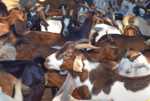 Élevage : le Togo se dote d’un plan de lutte contre la peste des petits ruminants