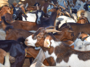Élevage : le Togo se dote d’un plan de lutte contre la peste des petits ruminants