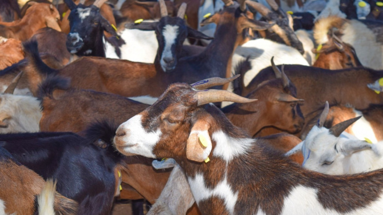 elevage-le-togo-se-dote-d-un-plan-de-lutte-contre-la-peste-des-petits-ruminants