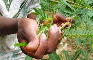 Un colloque international sur les médicaments traditionnels améliorés se tient à Lomé du 12 au 15 décembre