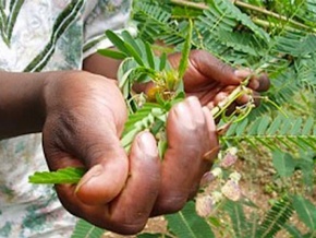 Un colloque international sur les médicaments traditionnels améliorés se tient à Lomé du 12 au 15 décembre