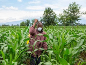 A Lomé, une réunion régionale annoncée sur les engrais et la fertilisation