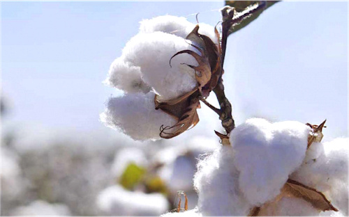 Lancement ce jeudi de la campagne de production cotonnière 2019-2020