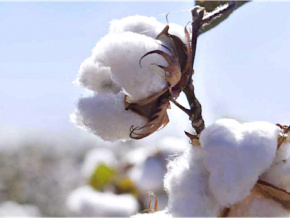 Lancement ce jeudi de la campagne de production cotonnière 2019-2020