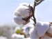 Lancement ce jeudi de la campagne de production cotonnière 2019-2020
