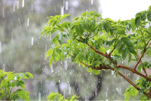 Saison pluvieuse tardive annoncée pour le Sud Togo