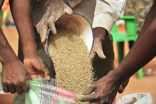 Un financement de la Banque mondiale en faveur du Togo pour renforcer la sécurité alimentaire
