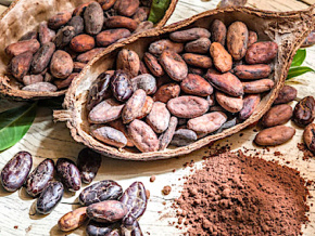 Le cacao ‘Made in Togo’ primé à l’international