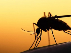 Alerte santé : plusieurs cas de dengue recensés, le ministère rappelle les précautions
