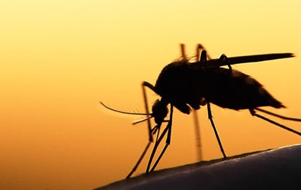 alerte-sante-plusieurs-cas-de-dengue-recenses-le-ministere-rappelle-les-precautions