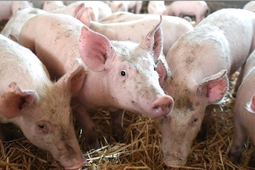 Une infection de peste porcine africaine déclarée dans la Préfecture de l’Avé