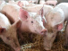 Une infection de peste porcine africaine déclarée dans la Préfecture de l’Avé
