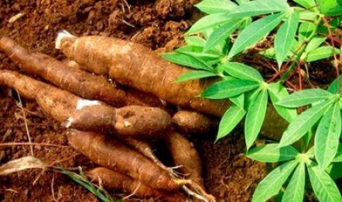 La Côte d’Ivoire a produit 4,54 millions de tonnes de manioc en 2016