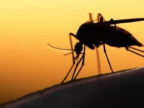 Apparition de la dengue : le ministère de la Santé rassure les populations