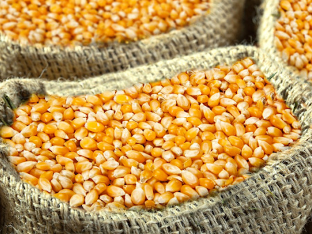 70 000 tonnes d&rsquo;exc&eacute;dents c&eacute;r&eacute;aliers enregistr&eacute;s &agrave; la campagne 2019-2020