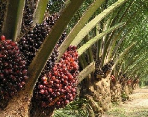 Nigeria : la société publique du pétrole va générer du biodiesel à partir du palmier à huile