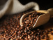 Café : hausse de 55,9% de la production pour la campagne 2021-2022