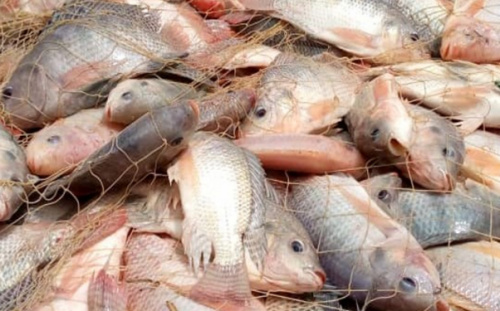 Pêche : 36.250 tonnes de poissons produites en 2025, sur fond de hausse