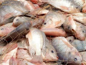 P&ecirc;che : 36.250 tonnes de poissons produites en 2025, sur fond de hausse