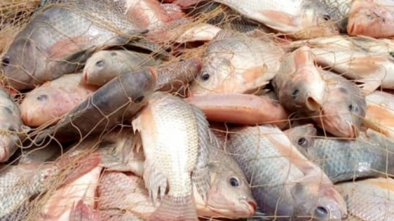 P&ecirc;che : 36.250 tonnes de poissons produites en 2025, sur fond de hausse