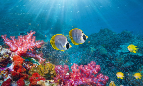 Biodiversit&eacute; en haute mer : le Togo va ratifier l&rsquo;accord BBNJ