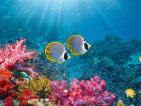 biodiversite-en-haute-mer-le-togo-va-ratifier-l-accord-bbnj