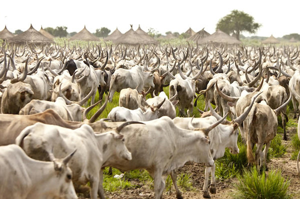 La campagne de transhumance 2021 démarrera le 31 janvier