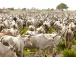 La campagne de transhumance 2021 démarrera le 31 janvier