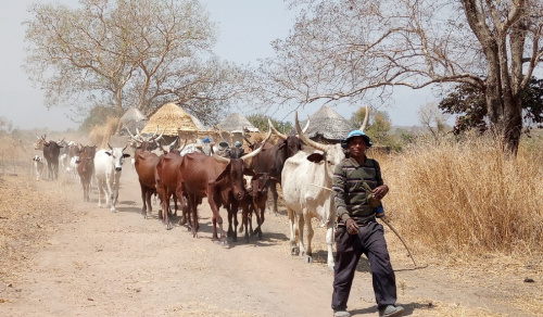 Transhumance : un numéro vert pour signaler les incidents