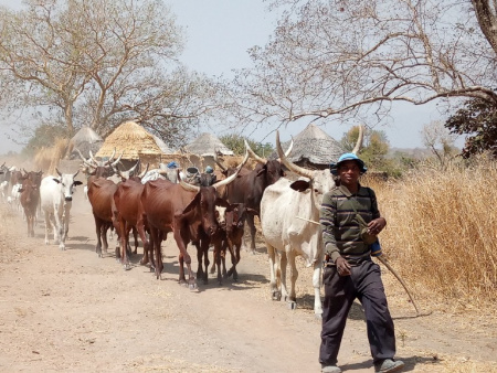 Transhumance : un numéro vert pour signaler les incidents
