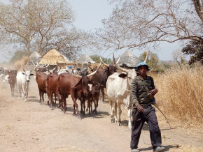 transhumance-un-numero-vert-pour-signaler-les-incidents