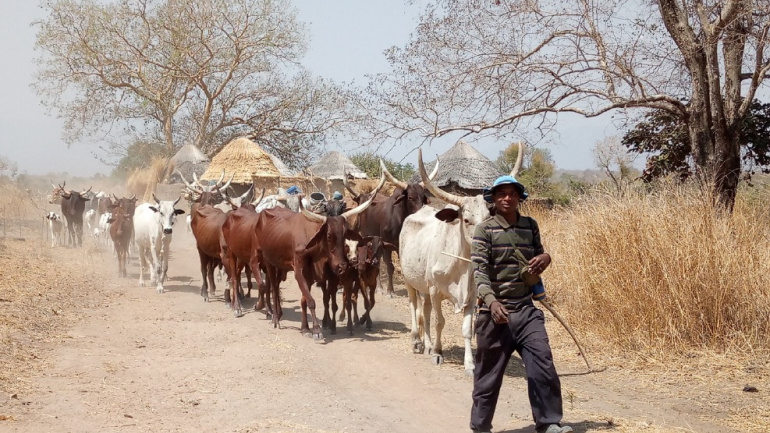 transhumance-un-numero-vert-pour-signaler-les-incidents