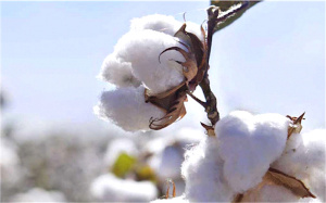 La nouvelle campagne cotonnière lancée sur fond de redynamisation de la filière